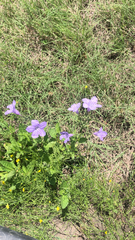 Ruellia nudiflora