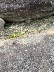 Plestiodon finitimus