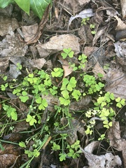 Oxalis incarnata