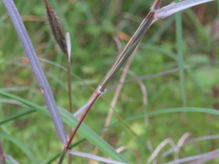 Dichanthium sericeum