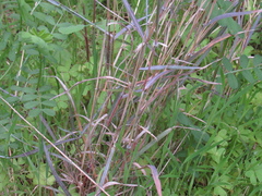 Dichanthium sericeum