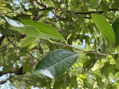Ficus ampelos