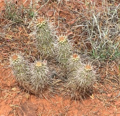 Echinocereus engelmannii fasciculatus