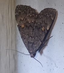 Idia diminuendis