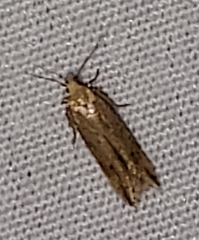 Homoeosoma electella