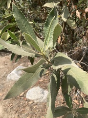 Eriodictyon crassifolium