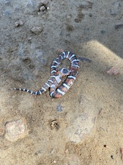Lampropeltis gentilis