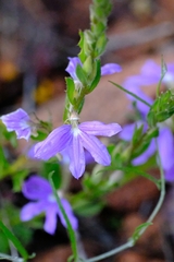 Scaevola aemula
