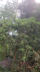 Euphorbia mellifera