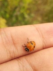 Hippodamia glacialis