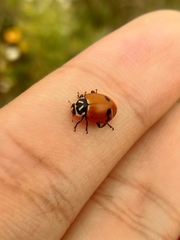 Hippodamia glacialis