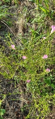 Agalinis heterophylla