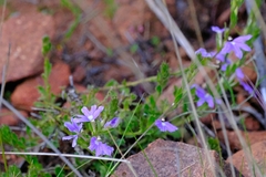 Scaevola aemula