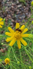 Strangalia sexnotata