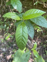 Maesa perlaria formosana