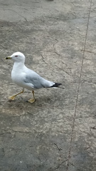 Larus delawarensis