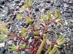Portulaca halimoides