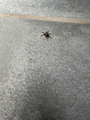 Scotophaeus blackwalli