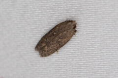 Hypatima