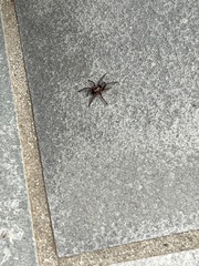 Scotophaeus blackwalli