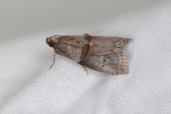 Acrobasis texana