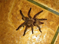 Dolichothele exilis