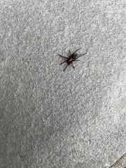 Scotophaeus blackwalli