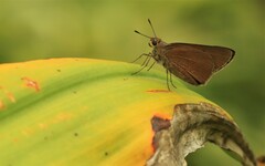 Asbolis capucinus