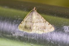 Frederickia nigricomma