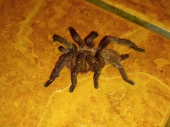Dolichothele exilis