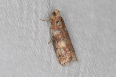 Sciota rubrisparsella