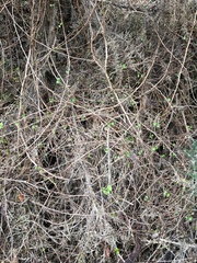 Fuchsia perscandens