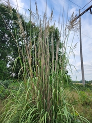 Cortaderia selloana