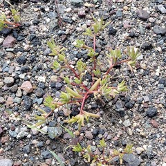 Portulaca halimoides