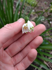 Leucojum aestivum