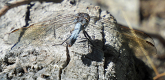 Orthetrum caledonicum