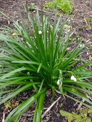 Leucojum aestivum