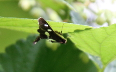 Desmia funeralis