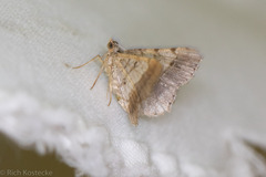 Frederickia nigricomma