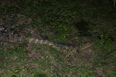 Caiman latirostris chacoensis