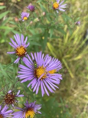 Agapostemon sericeus