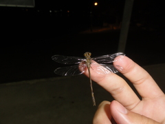 Gomphidae