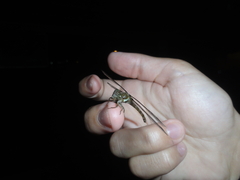 Gomphidae