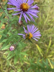Agapostemon sericeus