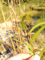 Limenitis archippus