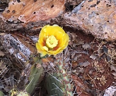 Opuntia phaeacantha
