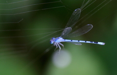 Enallagma annexum