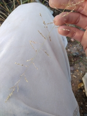 Sporobolus cryptandrus