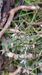 Pultenaea largiflorens