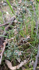 Pultenaea largiflorens